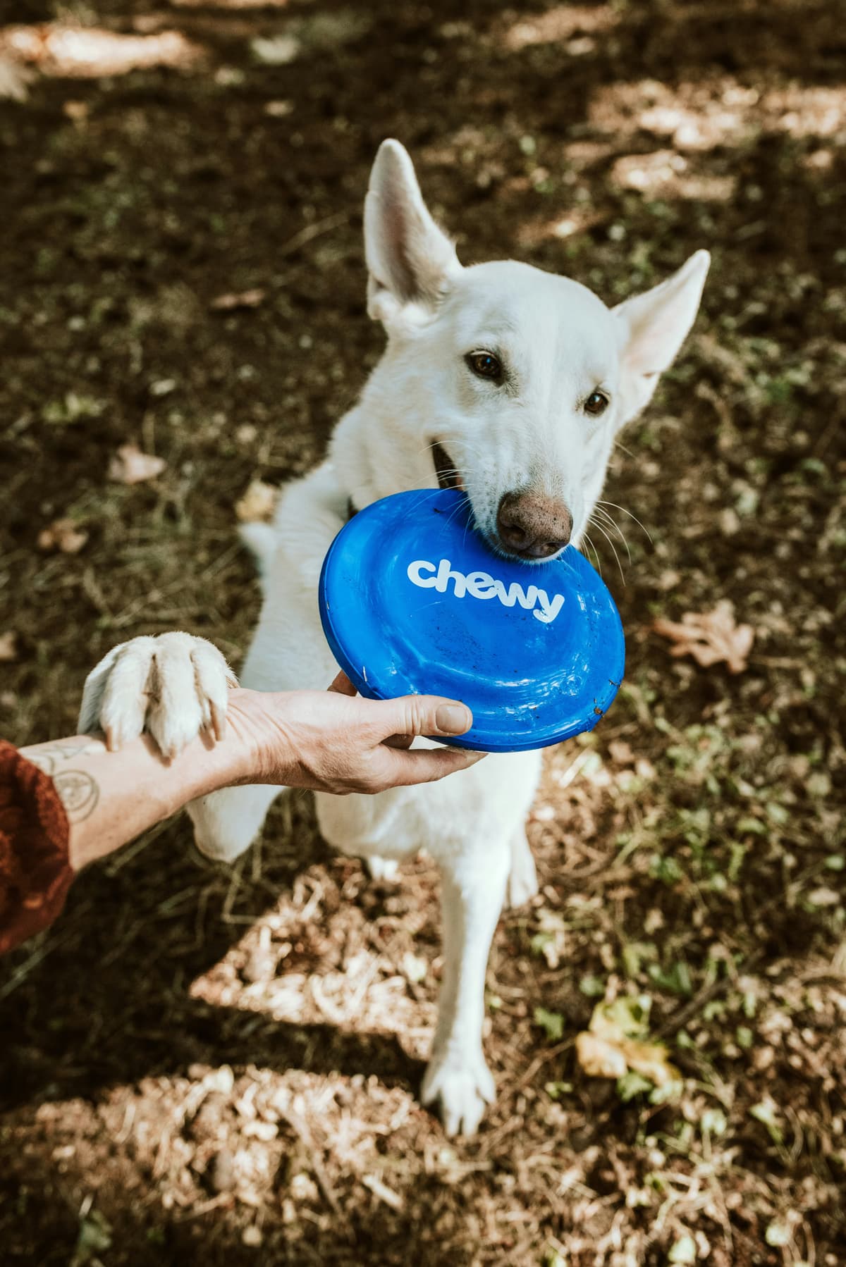 Help Fund Emergency Animal Care